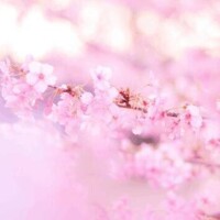 本指様♡12月24日、100分のA様♡