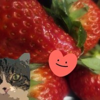 ありがとう(ФωФ)