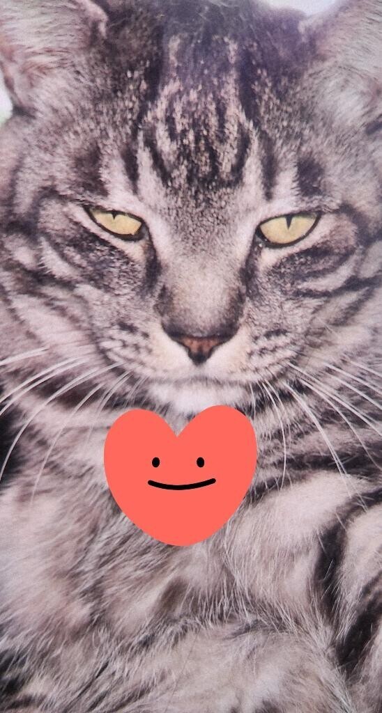 ありがとう(ФωФ)