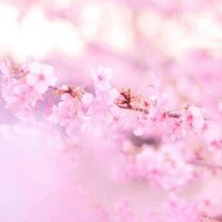 本指様♡01月04日、100分のT様♡