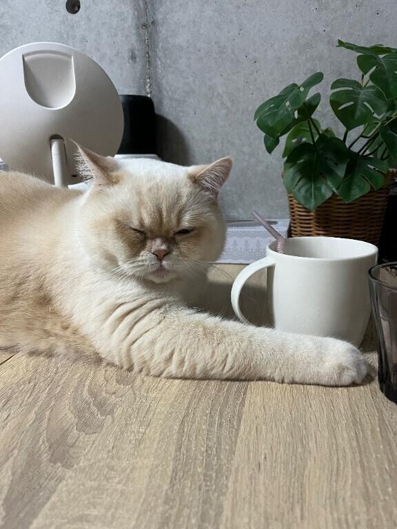 🩷完売ありがとう🩷