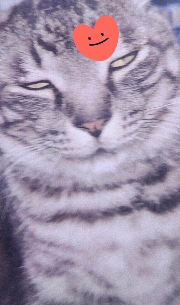 ありがとう(ФωФ)