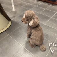 [お題]from:トイプーさん