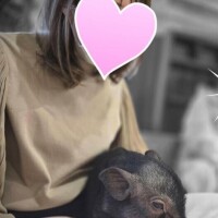 マイクロブタカフェ