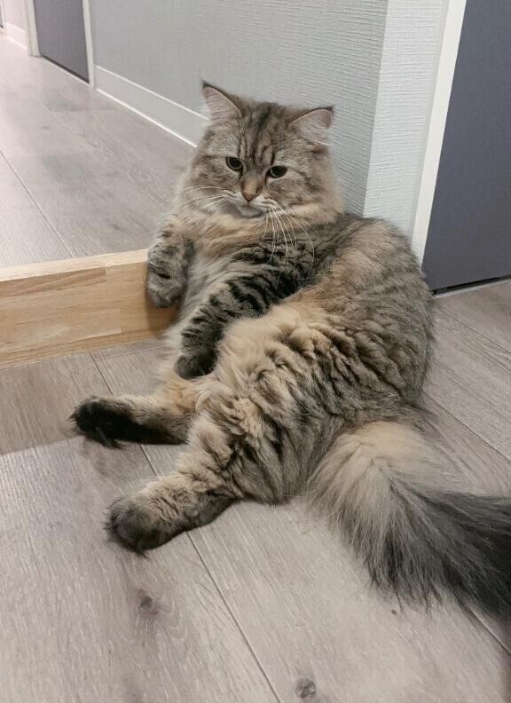 獣医やトリマーさんからオーラが出てるのか