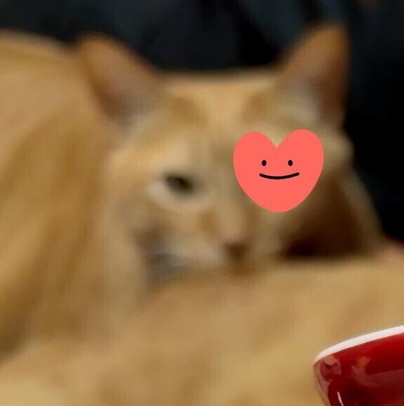 ありがとう(ФωФ)