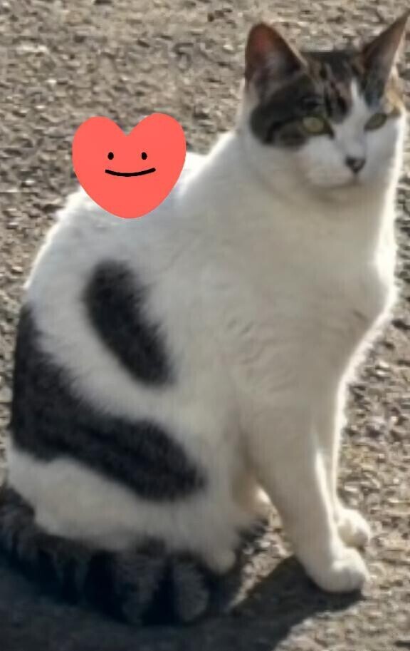 ありがとう(ФωФ)