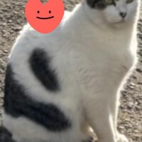 ありがとう(ФωФ)