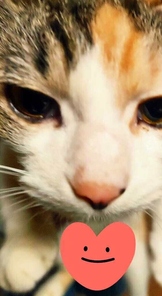 ありがとう(ФωФ)