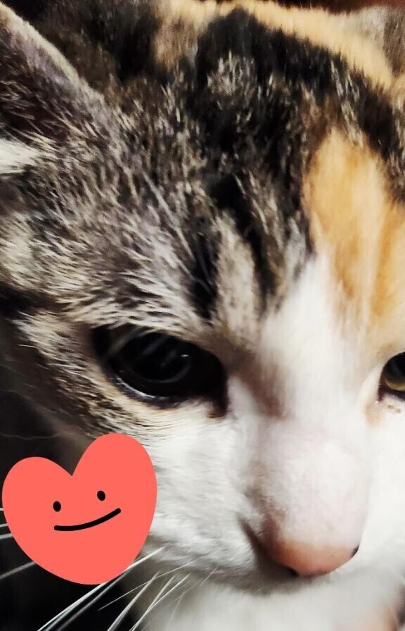 ありがとう(ФωФ)