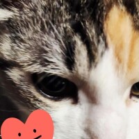 ありがとう(ФωФ)