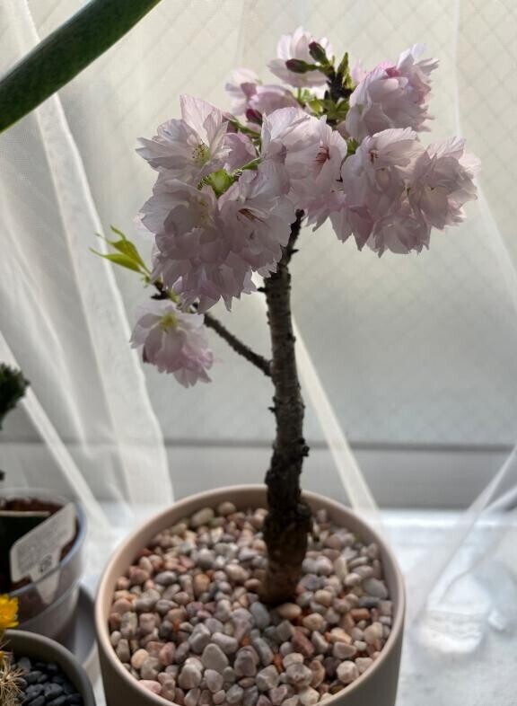 我が家の桜