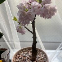 我が家の桜