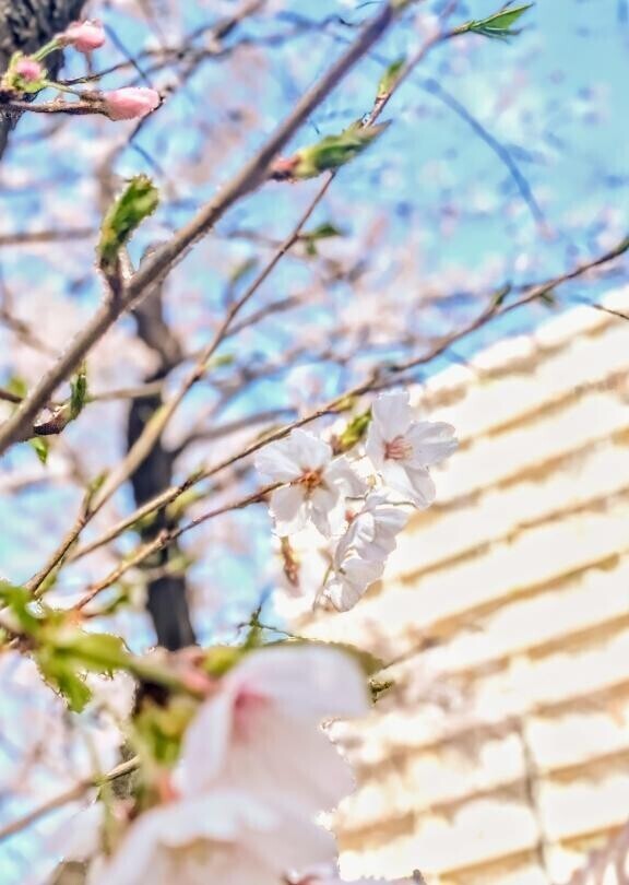 今日は...