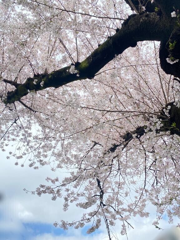 お花見日和(*´ー｀*)夜頃のにわか雨に