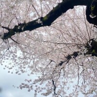 お花見日和(*´ー｀*)夜頃のにわか雨に