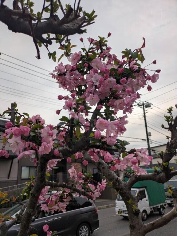 朝から綺麗