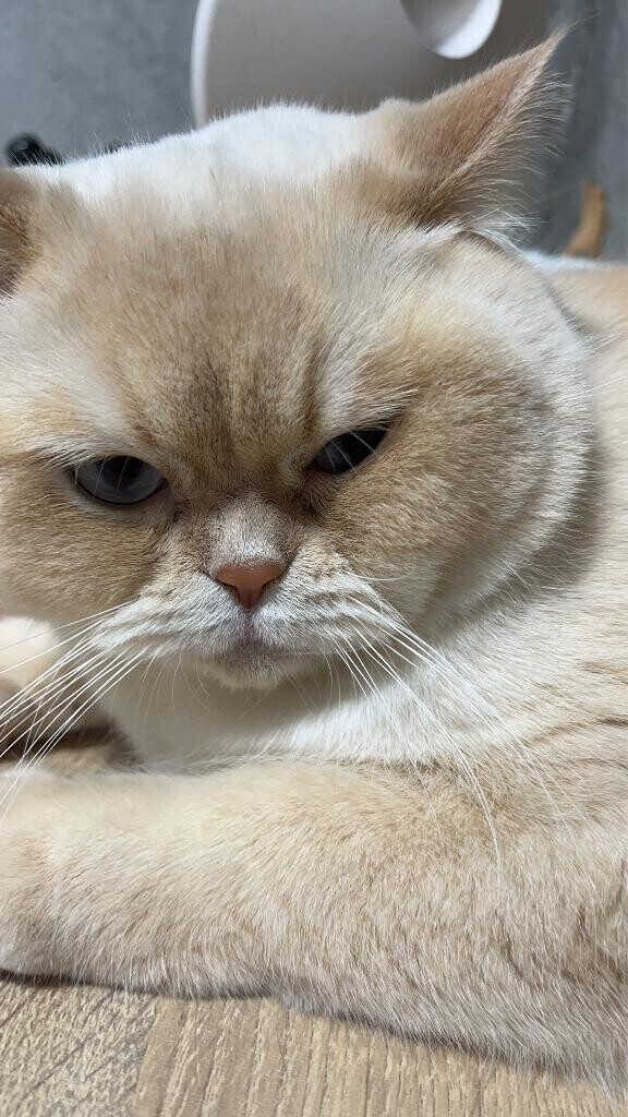 本指名S様へ