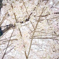 終始美しく、儚く。