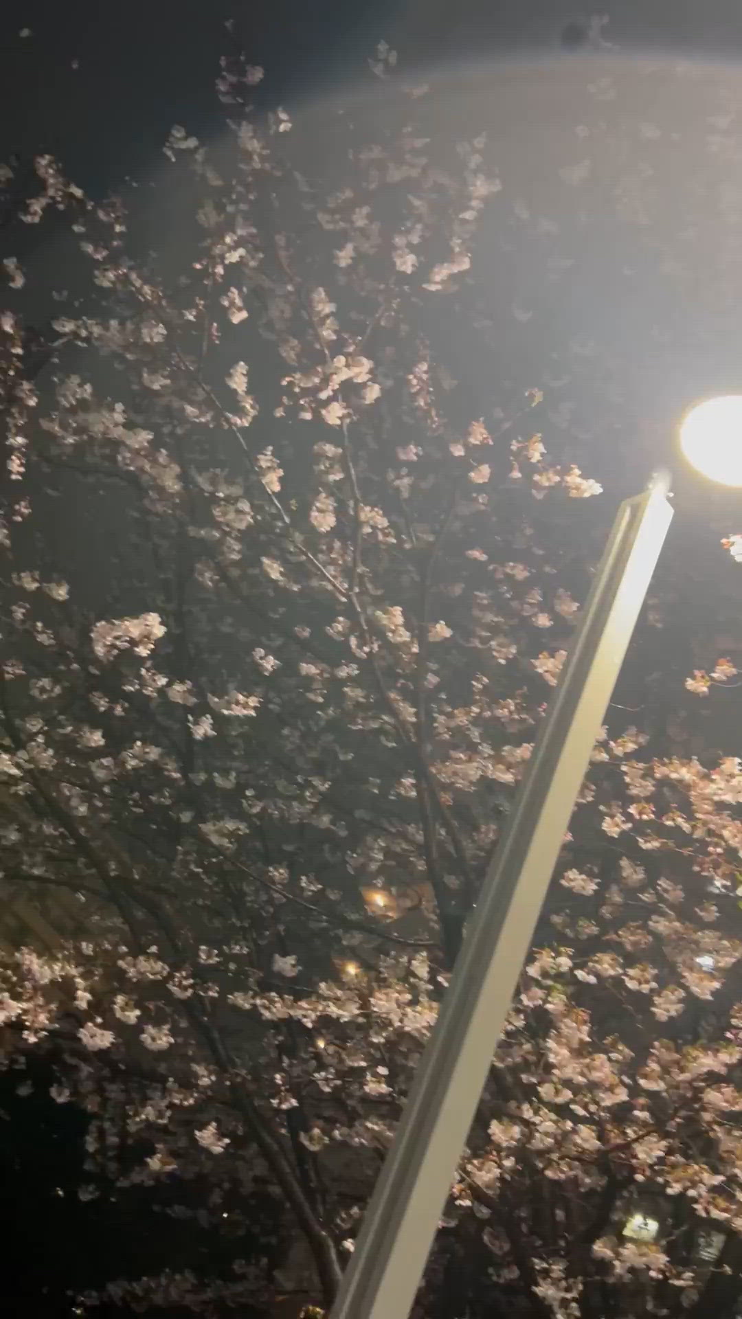 夜桜