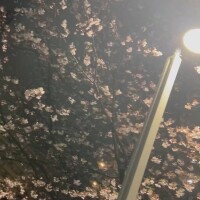 夜桜