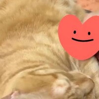 ありがとう(ФωФ)