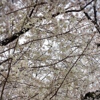 昨日もふわふわぁ(*´ー｀*)