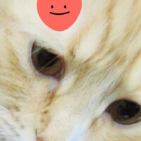 ありがとう(ФωФ)