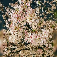 3月も感謝(*´ー｀*)4月も(●´ω｀●)