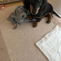 【お礼写メ日記】ありがとうございます