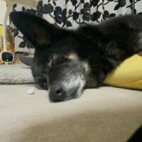 おはこんにちは