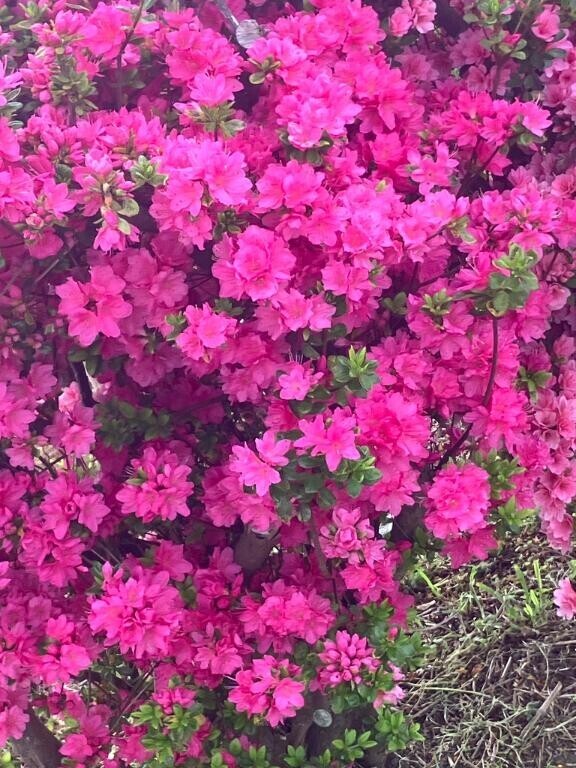 お花見