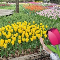 『チューリップ』デート