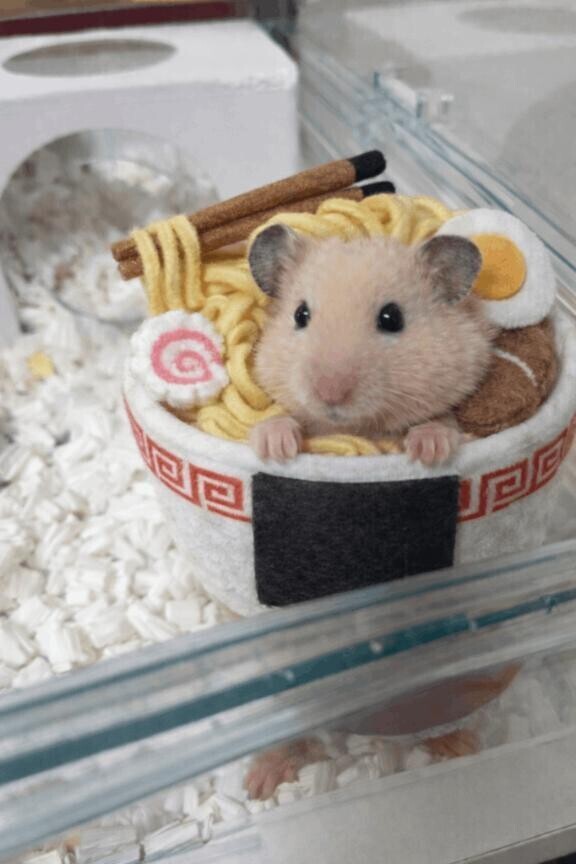 おはよん