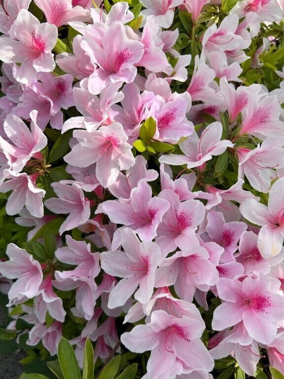 花好きなの