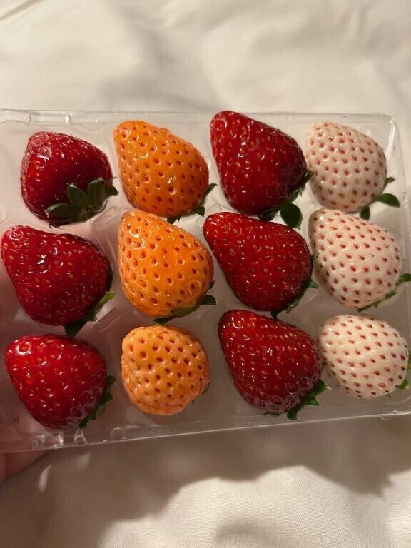 苺キッス１２回分ありがとうございました🩷