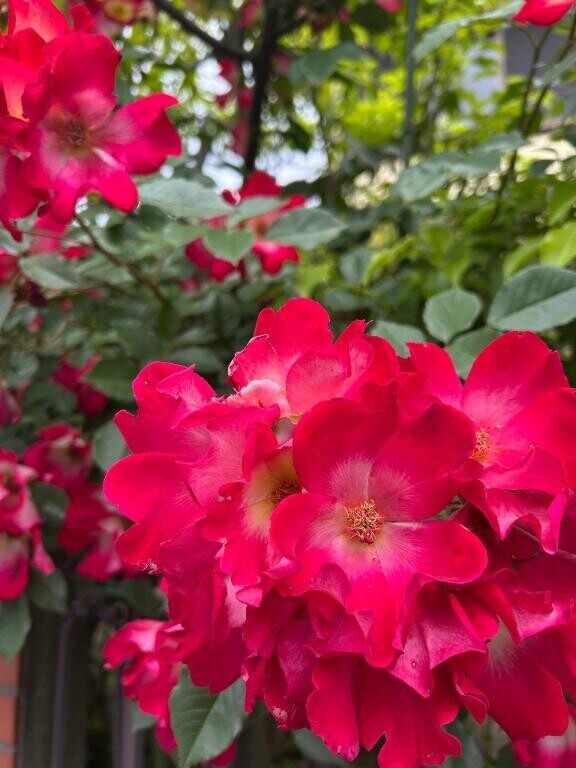 写真より実物の方が断然いいね🩷