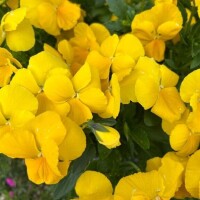 本日はご新規＆本指名お兄様🩷よろしくお願いいたします🩷