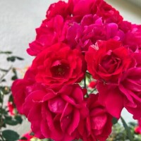 本日10:00〜出勤いたします🩷