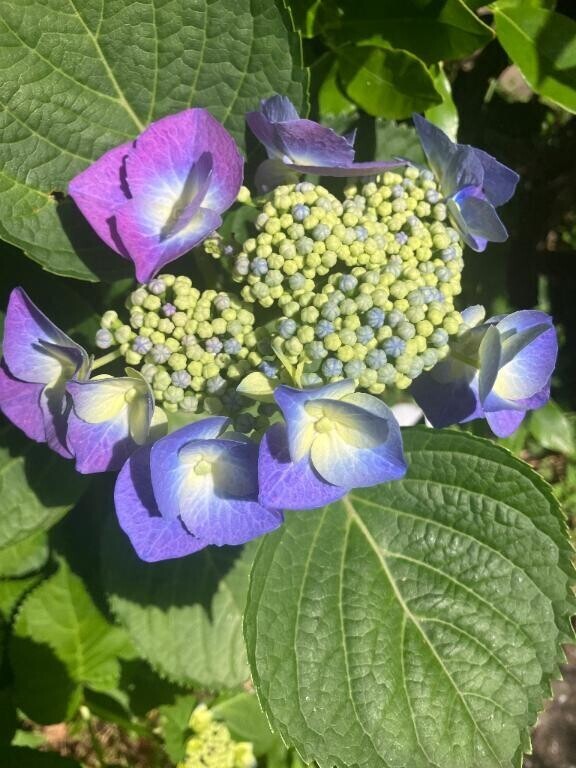 何の花？