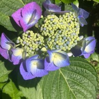 何の花？