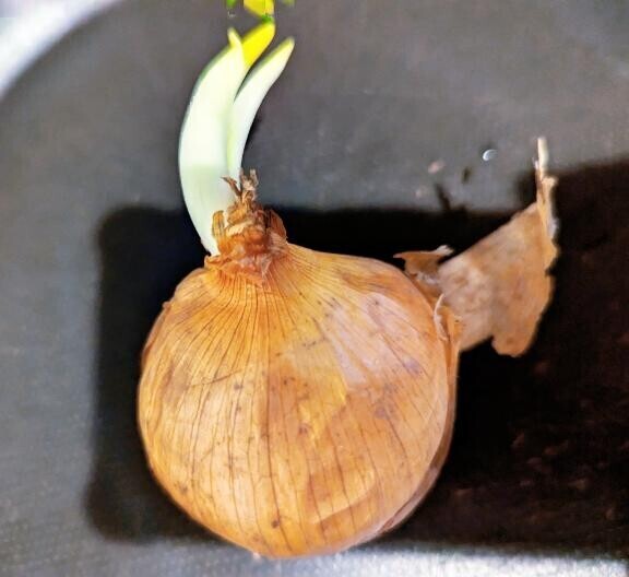 なんか生えてる