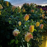 6月6日に会いに来てくれたお客様へ♡