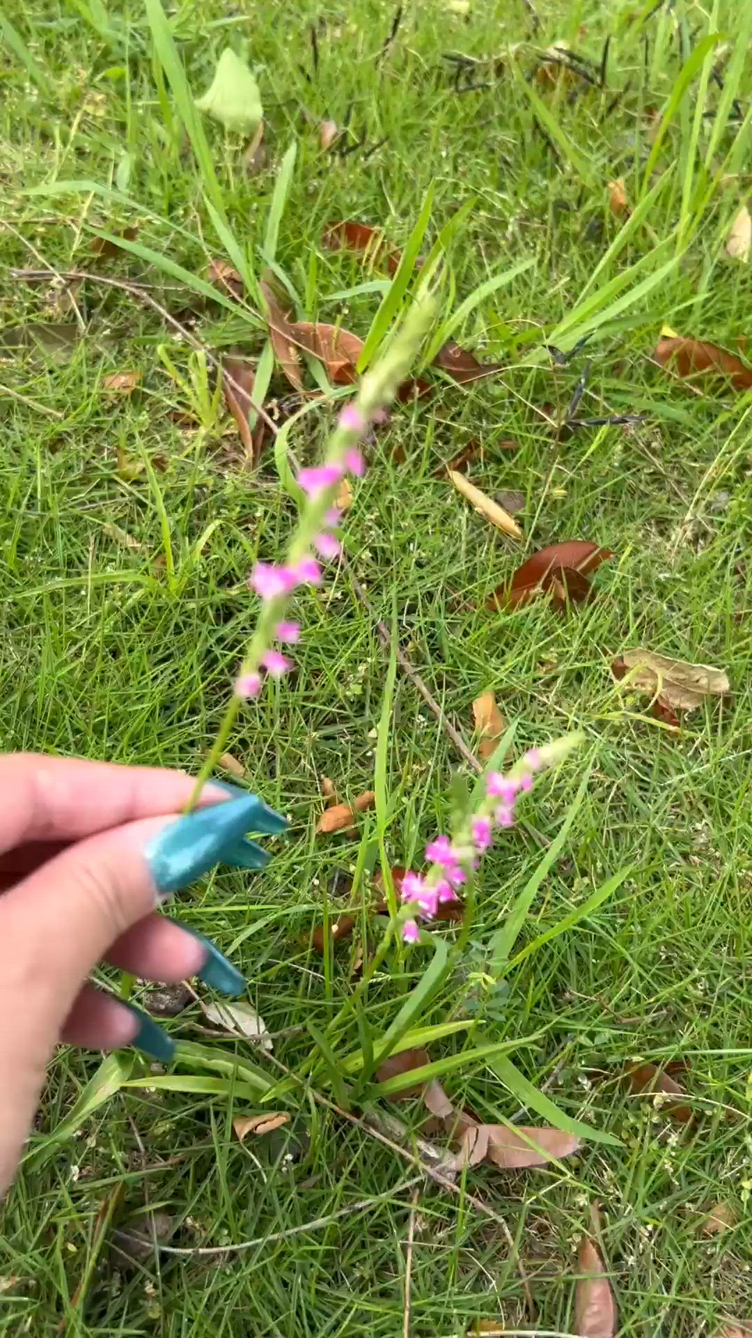 みーつけたー
