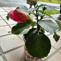 あん