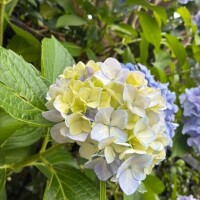 近づいてみたら…
