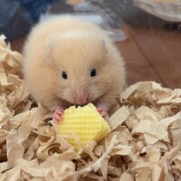 完売してました