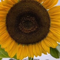 楽しい