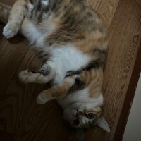 にゃ〜♡