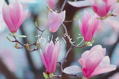 ありがとう🩷
